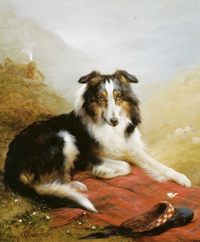 A Collie, The Guardian of The Flock Black Ornate Wood Framed Art Print with Double Matting by Douglas, Edwin