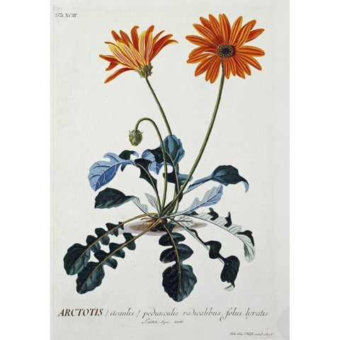 African Daisy Black Modern Wood Framed Art Print with Double Matting by Ehret, George Dionysius