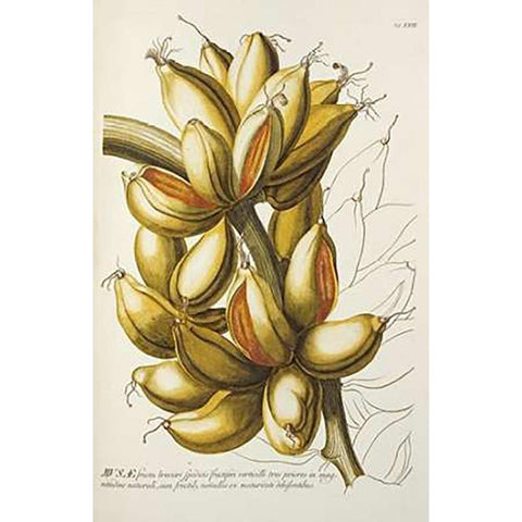 Musae Black Modern Wood Framed Art Print with Double Matting by Ehret, Georg Dionysius
