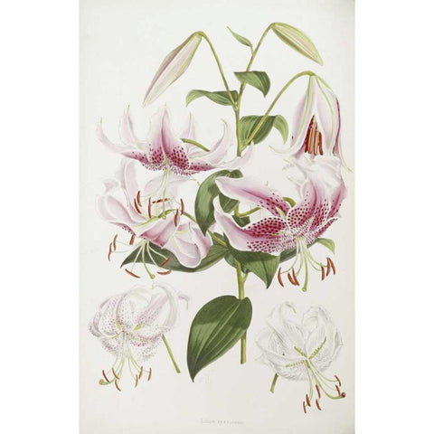 A Monograph of The Genus Lilium Black Modern Wood Framed Art Print with Double Matting by Elwes, Henry John
