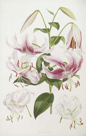 A Monograph of The Genus Lilium White Modern Wood Framed Art Print with Double Matting by Elwes, Henry John