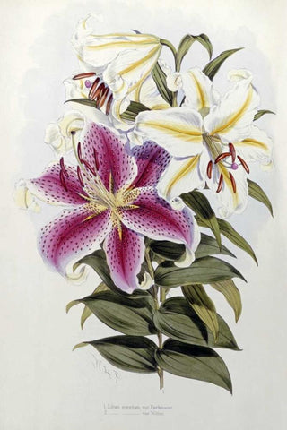 A Monograph of The Genus Lilium White Modern Wood Framed Art Print with Double Matting by Elwes, Henry John