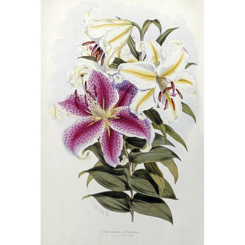 A Monograph of The Genus Lilium Black Modern Wood Framed Art Print by Elwes, Henry John