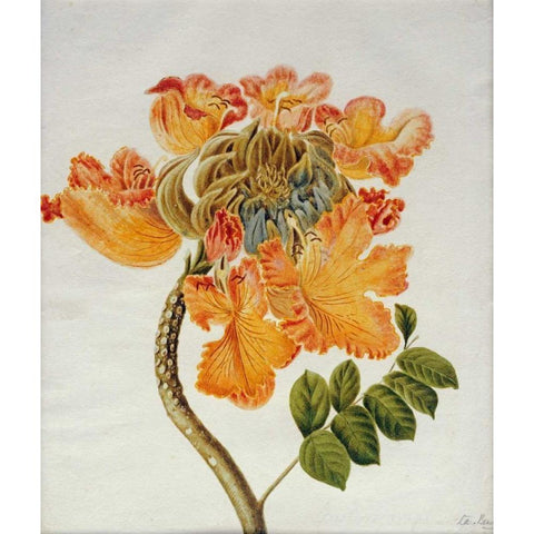 African Tulip Gold Ornate Wood Framed Art Print with Double Matting by English School