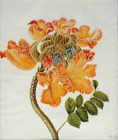 African Tulip Black Ornate Wood Framed Art Print with Double Matting by English School