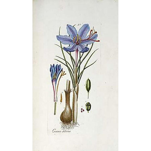 Crocus Sativus White Modern Wood Framed Art Print by Happe, Andreas Friedrich