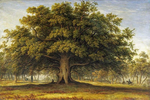 The Beggars Oak White Modern Wood Framed Art Print with Double Matting by Glover, John