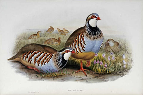 Red Legged Partridges White Modern Wood Framed Art Print with Double Matting by Glover, John