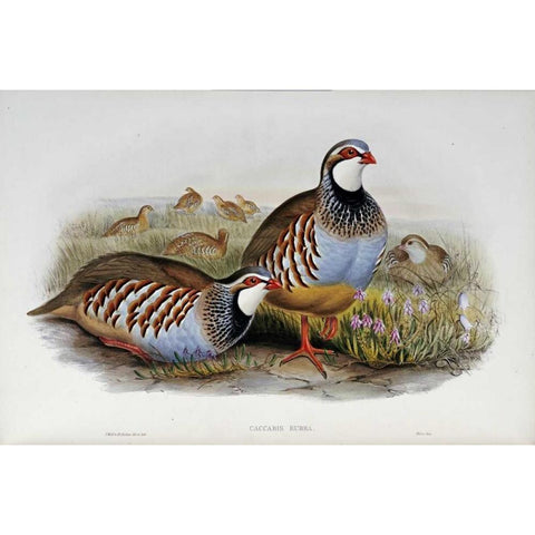 Red Legged Partridges Gold Ornate Wood Framed Art Print with Double Matting by Glover, John