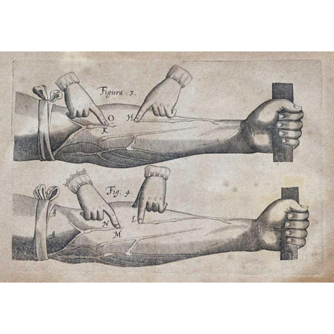 Discovery of The Circulation of Blood Gold Ornate Wood Framed Art Print with Double Matting by Harvey, William