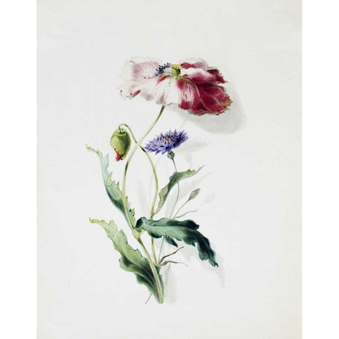 A Scarlet Poppy and a Cornflower Black Modern Wood Framed Art Print by Holland, Thomas