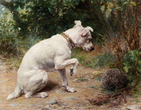 A Prickly Problem White Modern Wood Framed Art Print with Double Matting by Holmes, George Augustus