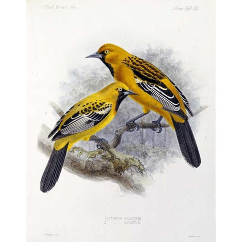 Ecuadorian Cacique and an Orange Oriole Gold Ornate Wood Framed Art Print with Double Matting by Keulemans, J.G.