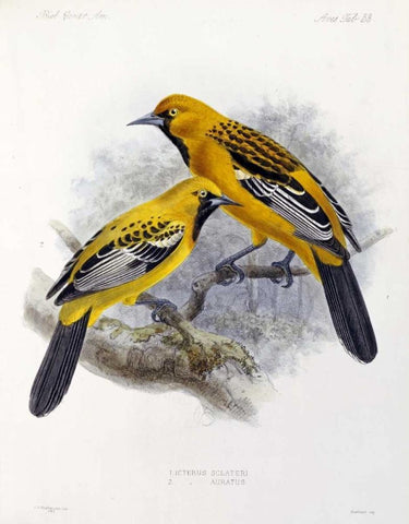 Ecuadorian Cacique and an Orange Oriole White Modern Wood Framed Art Print with Double Matting by Keulemans, J.G.