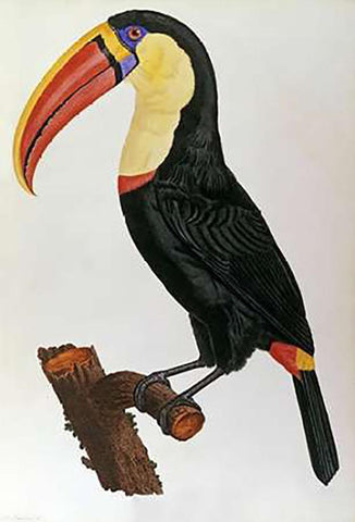 Le Toucan Black Ornate Wood Framed Art Print with Double Matting by Le Vaillant, Francois