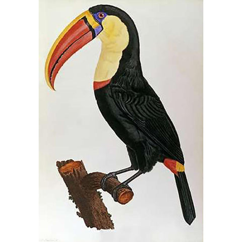 Le Toucan Gold Ornate Wood Framed Art Print with Double Matting by Le Vaillant, Francois