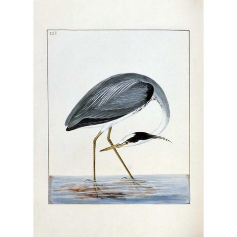 Heron Black Modern Wood Framed Art Print with Double Matting by Lewin, William