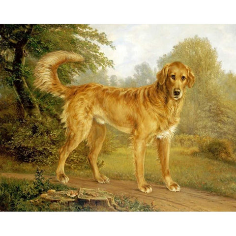 A Golden Retriever On a Path White Modern Wood Framed Art Print by Lytzen, Niels Aagaard