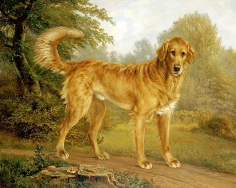A Golden Retriever On a Path White Modern Wood Framed Art Print with Double Matting by Lytzen, Niels Aagaard