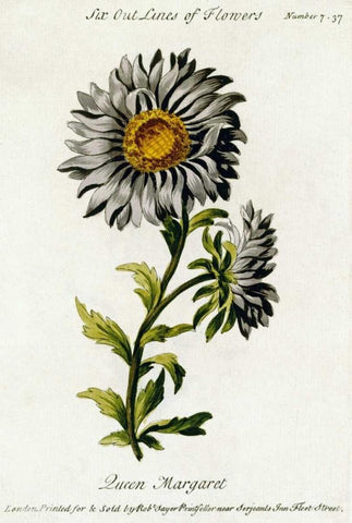 Queen Margaret White Modern Wood Framed Art Print with Double Matting by Parkinson, Thomas