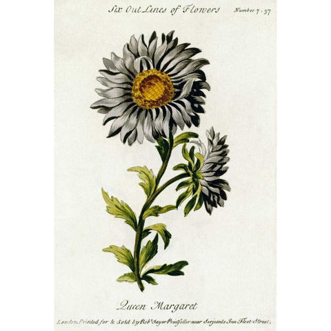 Queen Margaret Black Modern Wood Framed Art Print by Parkinson, Thomas