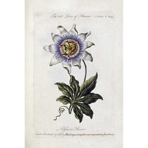 Passion Flower Gold Ornate Wood Framed Art Print with Double Matting by Parkinson, Thomas
