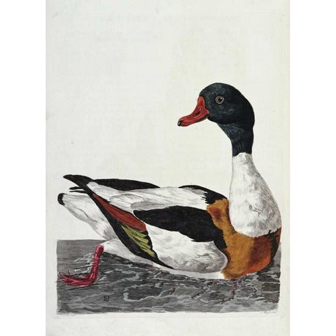 Hand Colored Engraving of a Duck Black Modern Wood Framed Art Print with Double Matting by Pennant, Thomas