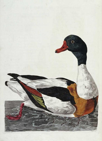 Hand Colored Engraving of a Duck White Modern Wood Framed Art Print with Double Matting by Pennant, Thomas