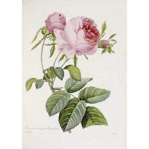 Rose Black Modern Wood Framed Art Print by Redoute, Pierre Joseph