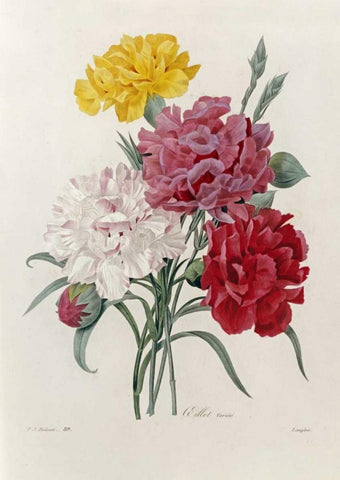 Carnations White Modern Wood Framed Art Print with Double Matting by Redoute, Pierre Joseph