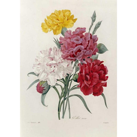Carnations Black Modern Wood Framed Art Print by Redoute, Pierre Joseph