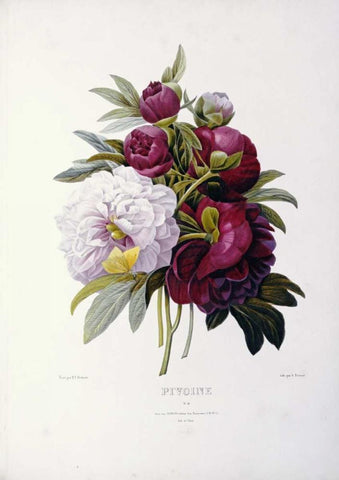 Peonies Black Ornate Wood Framed Art Print with Double Matting by Redoute, Pierre Joseph