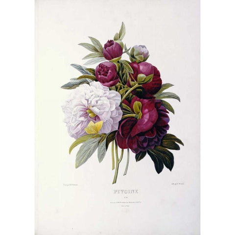 Peonies Black Modern Wood Framed Art Print by Redoute, Pierre Joseph