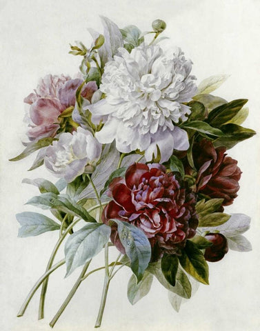 A Bouquet of Red, Pink and White Peonies Black Ornate Wood Framed Art Print with Double Matting by Redoute, Pierre Joseph