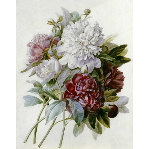 A Bouquet of Red, Pink and White Peonies White Modern Wood Framed Art Print by Redoute, Pierre Joseph