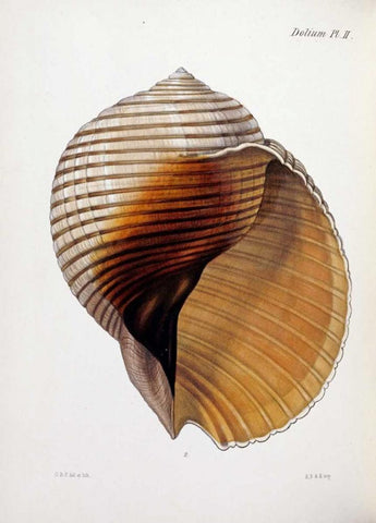 Concholigia Iconica White Modern Wood Framed Art Print with Double Matting by Reeve, Lovell Augustus