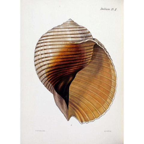 Concholigia Iconica White Modern Wood Framed Art Print by Reeve, Lovell Augustus