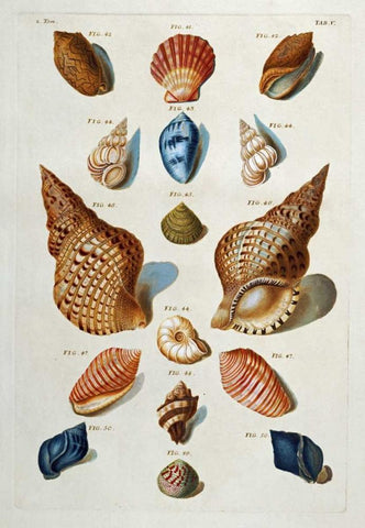 A Selection of Seashells Black Ornate Wood Framed Art Print with Double Matting by Regenfuss, Franz Michael