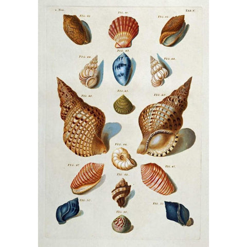A Selection of Seashells Black Modern Wood Framed Art Print with Double Matting by Regenfuss, Franz Michael