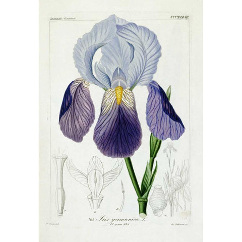 Bearded Iris White Modern Wood Framed Art Print by Reichenbach, H.G.L.