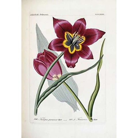 Tulipa Praecox Gold Ornate Wood Framed Art Print with Double Matting by Reichenbach, H.G.L.