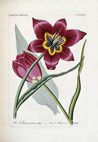 Tulipa Praecox White Modern Wood Framed Art Print with Double Matting by Reichenbach, H.G.L.