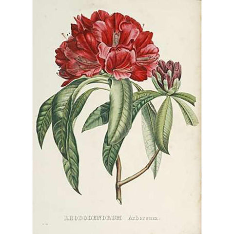 RhododendMaps Arboreum Gold Ornate Wood Framed Art Print with Double Matting by Reichenbach, H.G.L.