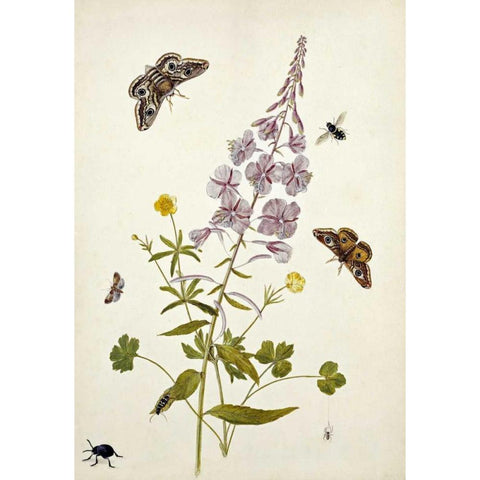 Rosebay Willowherb and Buttercups Black Modern Wood Framed Art Print by Robins, Thomas Jr.