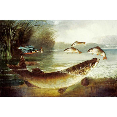 A Kingfisher and a Pike Capturing Perch Black Modern Wood Framed Art Print with Double Matting by Rolfe, Henry Leonidas