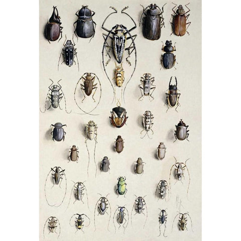 Thirty-Four Insects Black Modern Wood Framed Art Print by Rowan, Marian Ellis