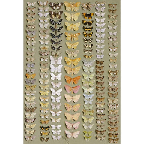 One Hundred and Fifty-Eight Moths Black Modern Wood Framed Art Print with Double Matting by Rowan, Marian Ellis