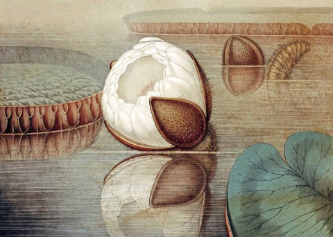 The Great Water Lily of America White Modern Wood Framed Art Print with Double Matting by Sharp, William