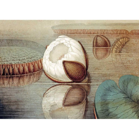 The Great Water Lily of America Black Modern Wood Framed Art Print by Sharp, William