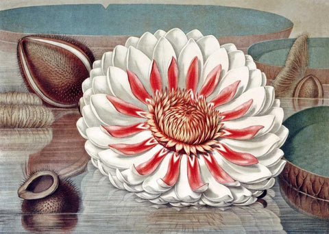 The Great Water Lily of America - Complete Bloom White Modern Wood Framed Art Print with Double Matting by Sharp, William